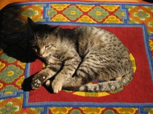 Sacret Cat at a monastery